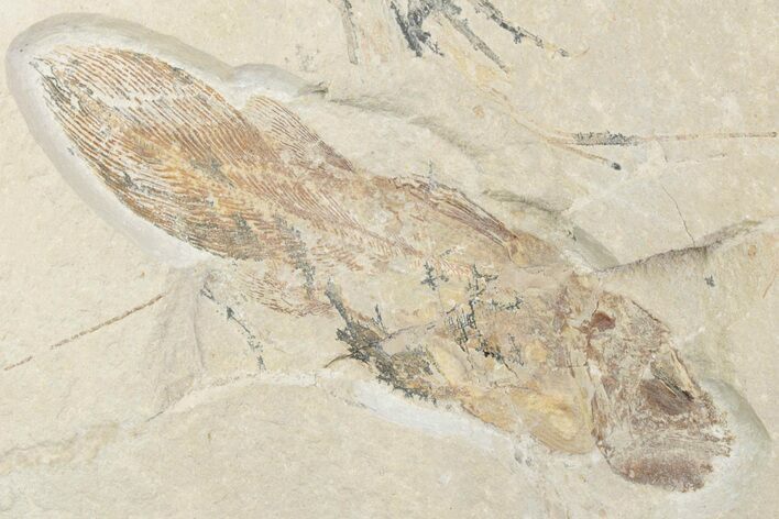 Very Rare, Fossil Coelacanth (Macropomoides) - Lebanon #376335